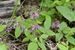 Desmodium pringlei