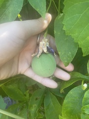 Passiflora incarnata × cincinnata