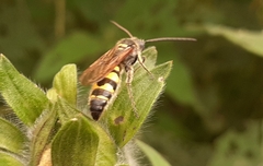 Xanthocampsomeris limosa