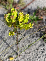 Asclepias pedicellata
