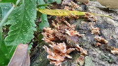 Fungi