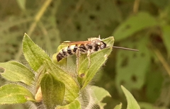 Xanthocampsomeris limosa