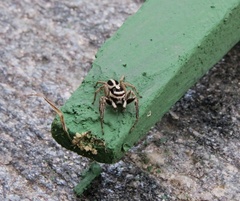Leptofreya ambigua