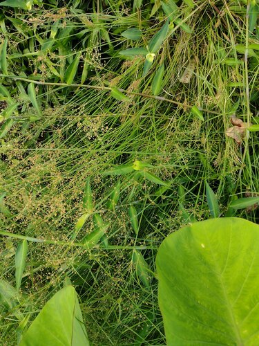 Fimbristylis littoralis observed 2022-09-20