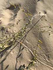 Phyllanthus warnockii