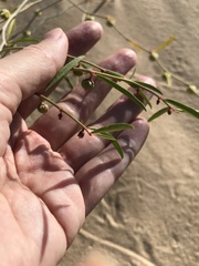 Phyllanthus warnockii