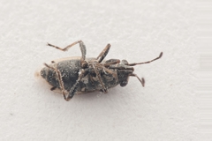 Nysius huttoni