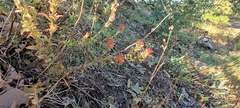 Castilleja foliolosa