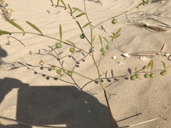 Phyllanthus warnockii