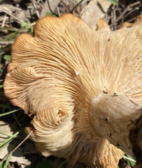 Rhodocybe