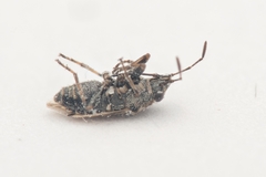Nysius huttoni