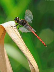 Tauriphila australis