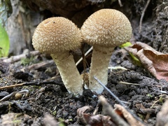 Lacrymaria echiniceps