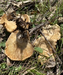 Rhodocybe