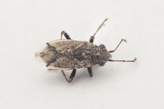 Nysius huttoni