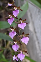 Rhynchostele bictoniensis