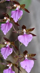 Rhynchostele bictoniensis