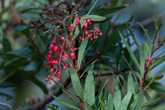 Comarostaphylis glaucescens