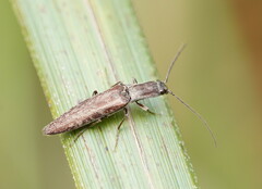 Elateridae