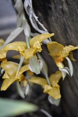 Stanhopea graveolens