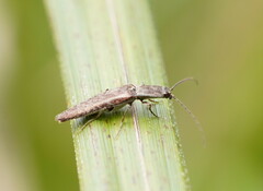 Elateridae