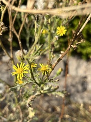 Senecio viscosus