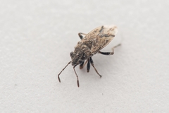 Nysius huttoni