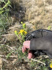 Senecio flaccidus monoensis