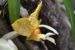 Stanhopea graveolens