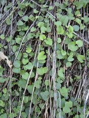 Halerpestes cymbalaria