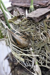Stanhopea graveolens
