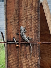 Sceloporus grammicus