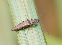 Elateridae