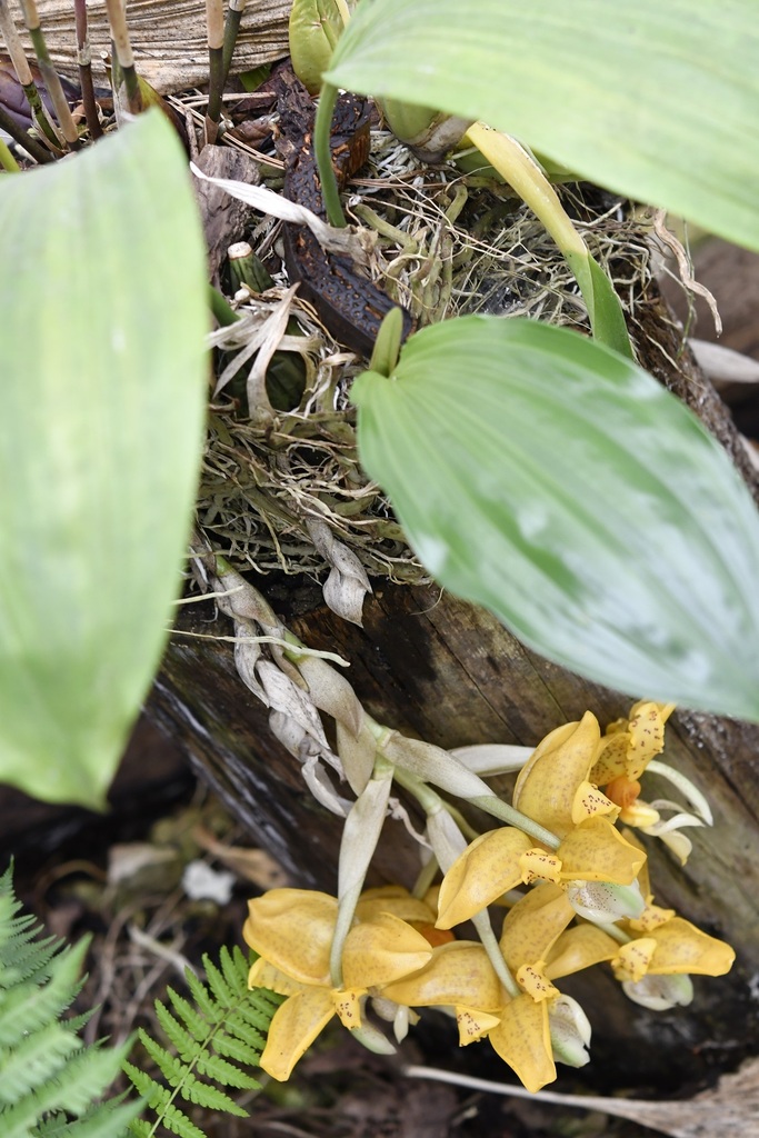 Stanhopea graveolens