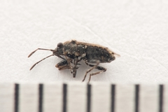 Nysius huttoni