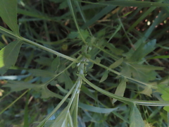 Geum laciniatum