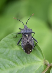 Piezogaster indecorus