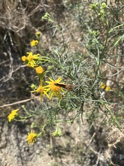 Senecio flaccidus monoensis
