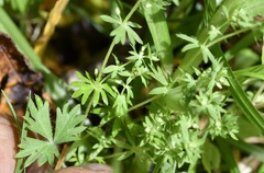 Alchemilla aphanoides