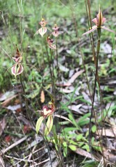 Caladenia cardiochila