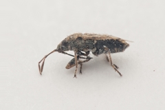 Nysius huttoni