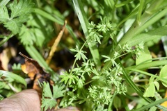 Alchemilla aphanoides
