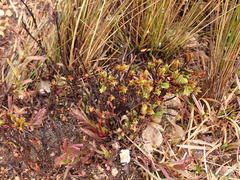 Hypericum laricifolium