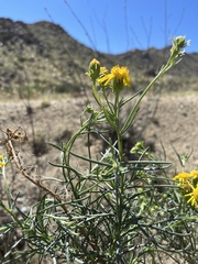 Senecio flaccidus monoensis
