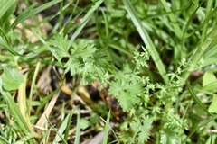Alchemilla aphanoides