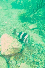 Pseudogoniistius nigripes