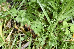 Alchemilla aphanoides