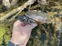 Sternotherus intermedius