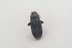 Megalonotus dilatatus