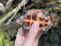 Sternotherus intermedius